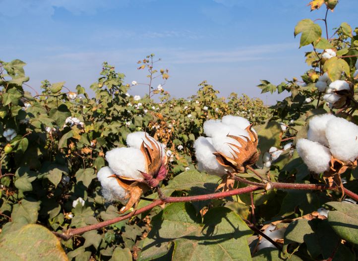 Farming Cotton